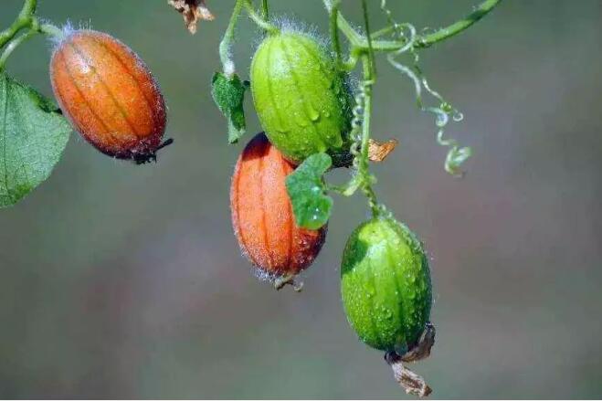 香港和宝典宝典资料大全