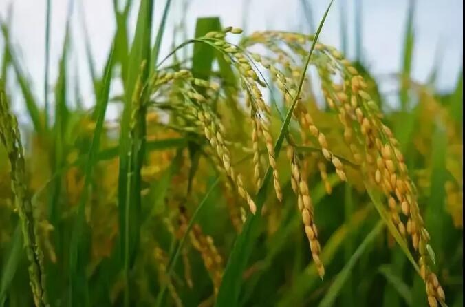 香港和宝典宝典资料大全